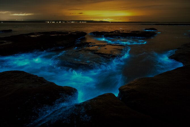 Auckland Bioluminescence Kayak Tour - Operator and Maximum Travelers Allowed