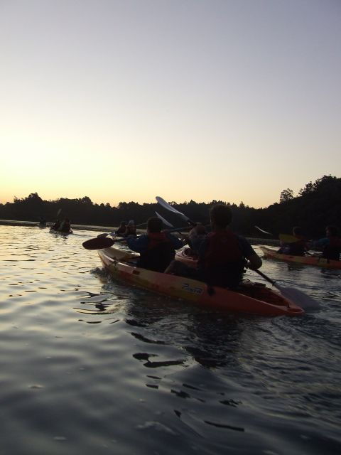 Auckland: Bioluminescence Kayak Tour by Night With Tuition - Tour Highlights
