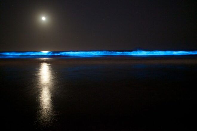 Auckland: Bioluminescence Kayak Tour by Night With Tuition - Gear and Equipment Provided