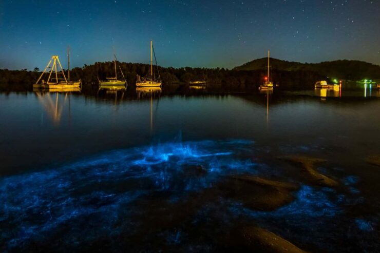 Auckland: Bioluminescence Kayak Tour - Activity Details