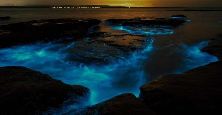 Auckland: Bioluminescence Kayak Tour - Free Cancellation and Duration