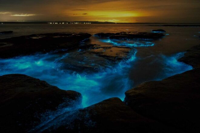Auckland: Bioluminescence Kayak Tour - Check Availability and Tour Guide