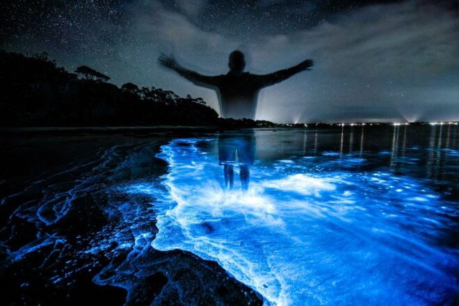 Auckland: Bioluminescence Kayak Tour - Science Behind Bioluminescence