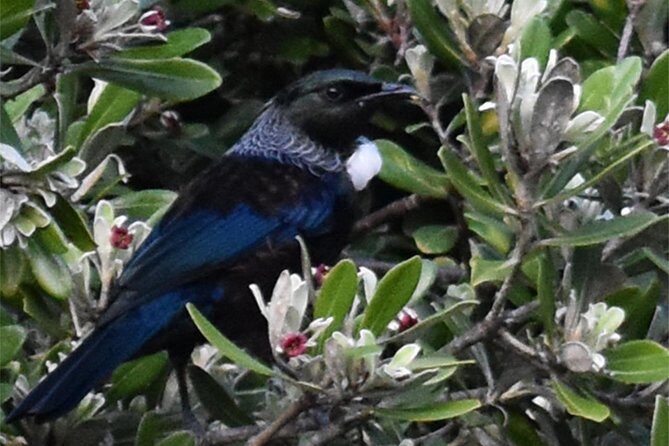 Auckland Bush, Beach and Bites Trail - The Kiwi Picnic and Local Flavors