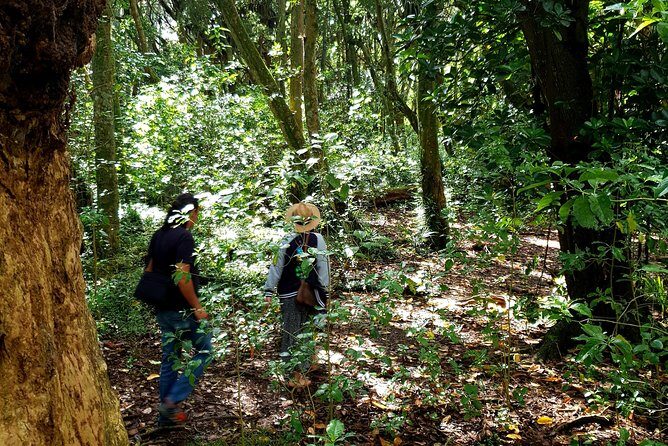 Auckland Bush, Beach and Bites Trail - FAQ