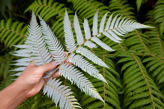 Auckland City and West Coast Full Day Tour - Traveler Photos and Reviews