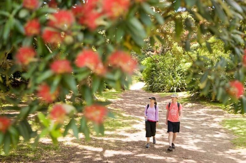 Auckland City and West Coast Luxury Tour - An In-Depth Look at the Tour Experience  