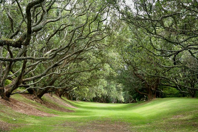 Auckland City Discovery Experience - Private Tour From Auckland - Cancellation Policy for the Tour