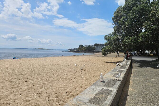 Auckland City Halfday Guide Tour - The Sum Up