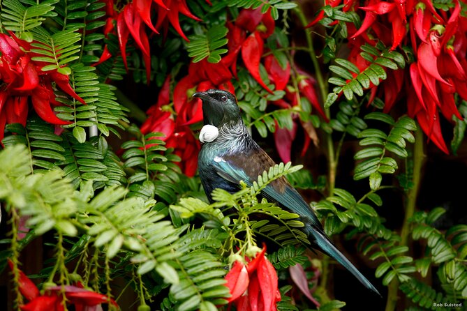 Auckland City Highlights, Afternoon Piha Beach & Rainforest Tour - Auckland Overview
