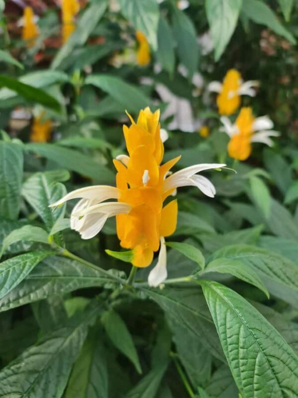 Auckland City Highlights Full Day Tour - Holy Trinity Cathedral – Architectural Beauty (20 Minutes)