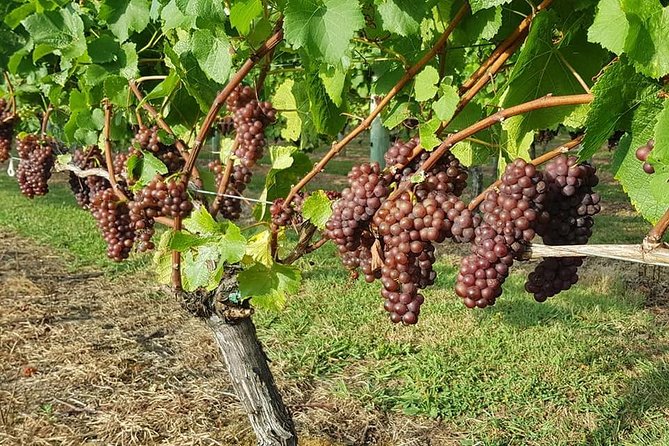Auckland City Tour & Kumeu Wine Country Includes Wine Tastings & Lunch - Viator Details