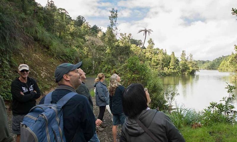 Auckland Coast and Rainforest Day Tour - From Auckland Streets to the Waitakere Ranges