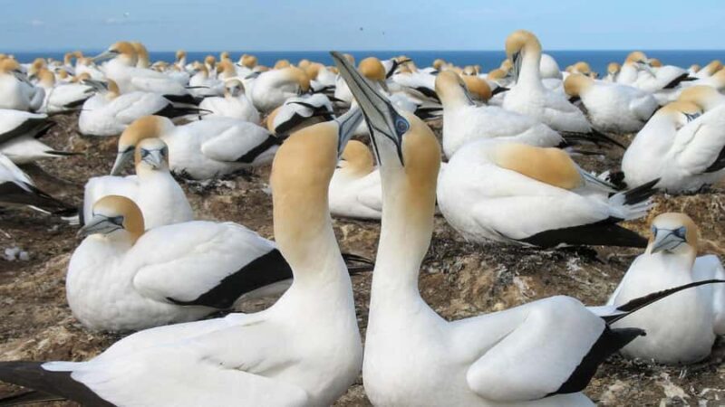 Auckland: Coast to Coast Private Eco Tour - Visiting Muriwai Gannet Colony and Black Sand Beaches