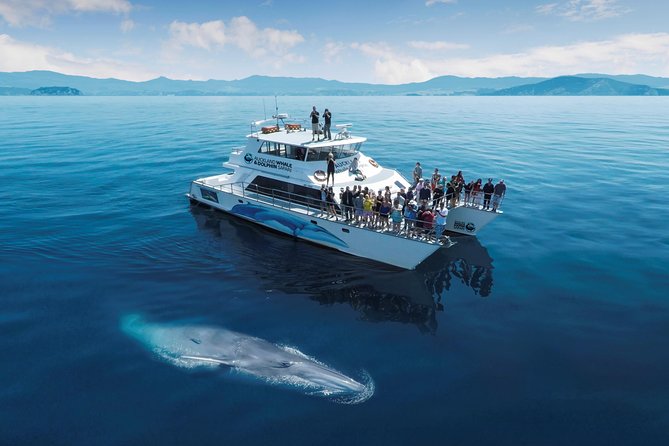 Auckland Dolphin and Whale Watching Eco-Safari Cruise - Tour Overview