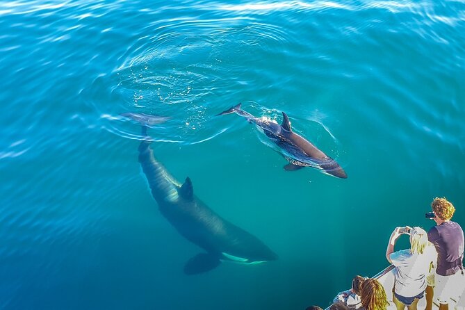 Auckland Dolphin and Whale Watching Eco-Safari Cruise - Realistic Expectations and Crowdedness