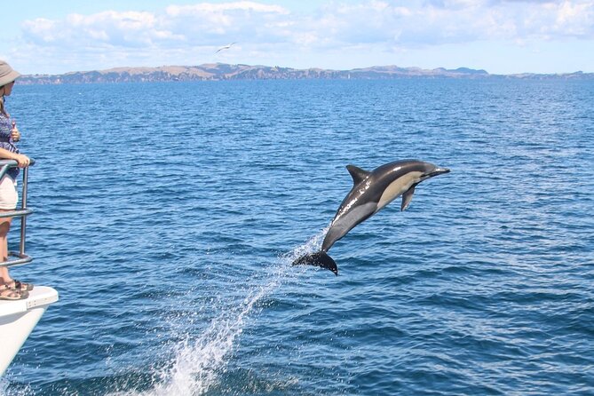 Auckland Dolphin and Whale Watching Eco-Safari Cruise - Common Questions
