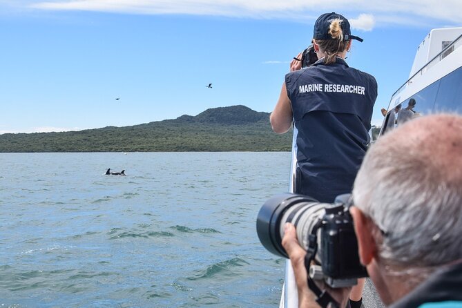 Auckland Dolphin and Whale Watching Eco-Safari Cruise - The Sum Up