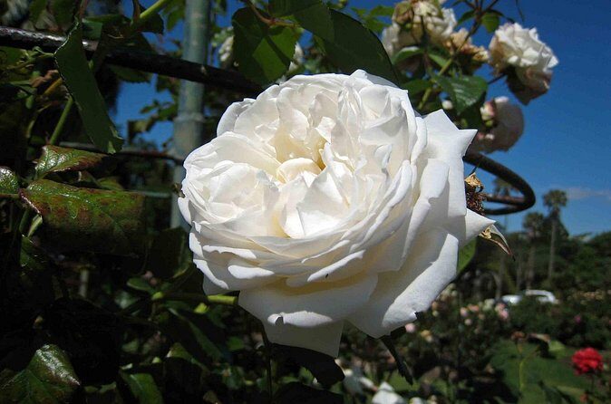 Auckland Essentials: City Views, Volcanoes & Waterfront Charm - Who Would Love This Tour?  