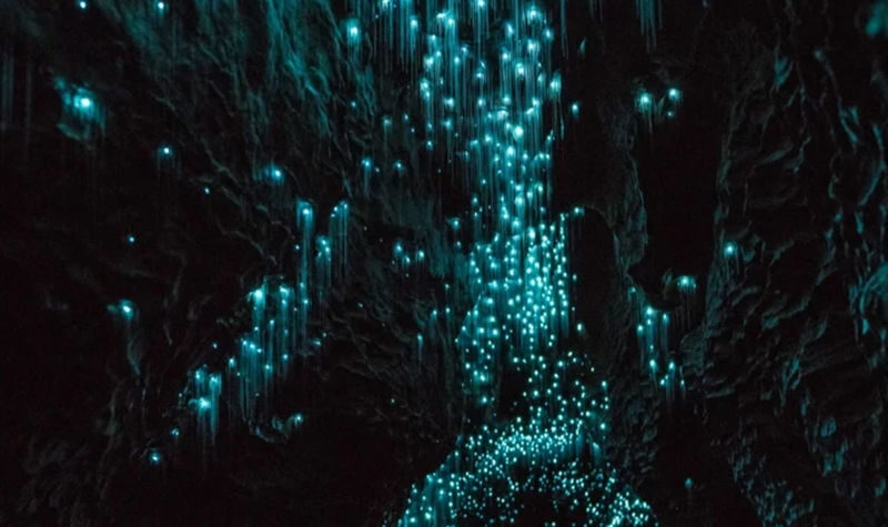 Auckland Hobbiton & Waitomo Glowworm Caves Day Tour - Who should book this day tour?