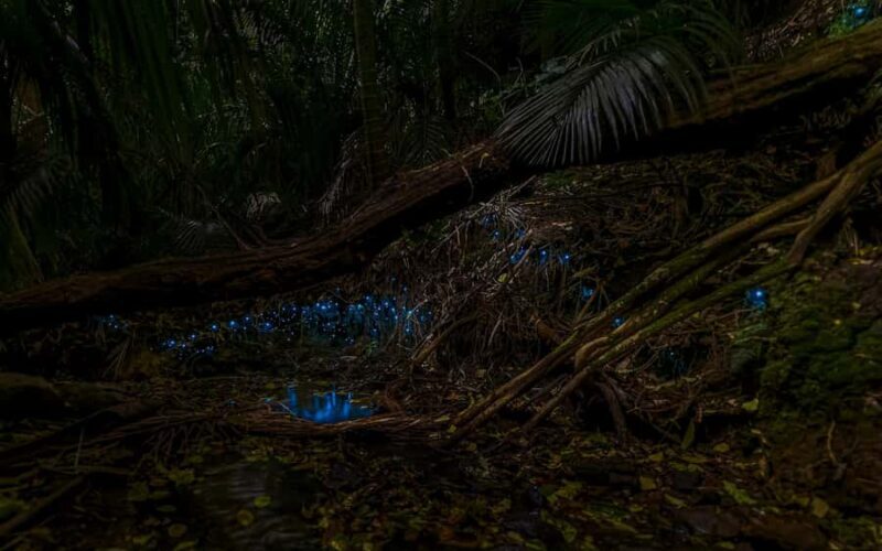 Auckland: Inner-City Glowworm Experience in Ancient Volcano - Introduction