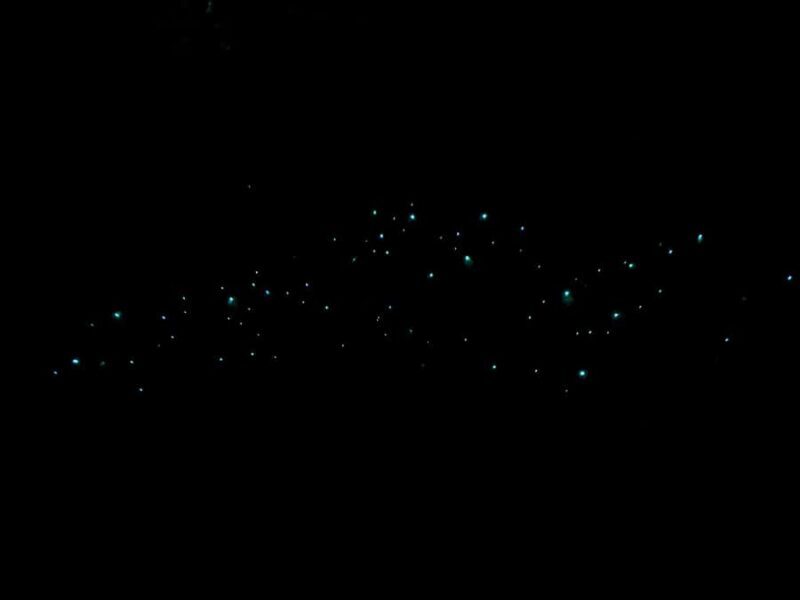 Auckland: Inner-City Glowworm Experience in Ancient Volcano - Good To Know