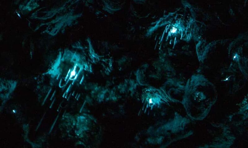 Auckland: Inner-City Glowworm Experience in Ancient Volcano - The Glowworm Encounter: What Makes It Special
