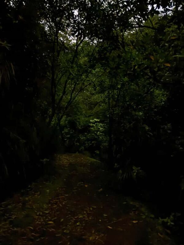 Auckland: Inner-City Glowworm Experience in Ancient Volcano - Pricing and Value