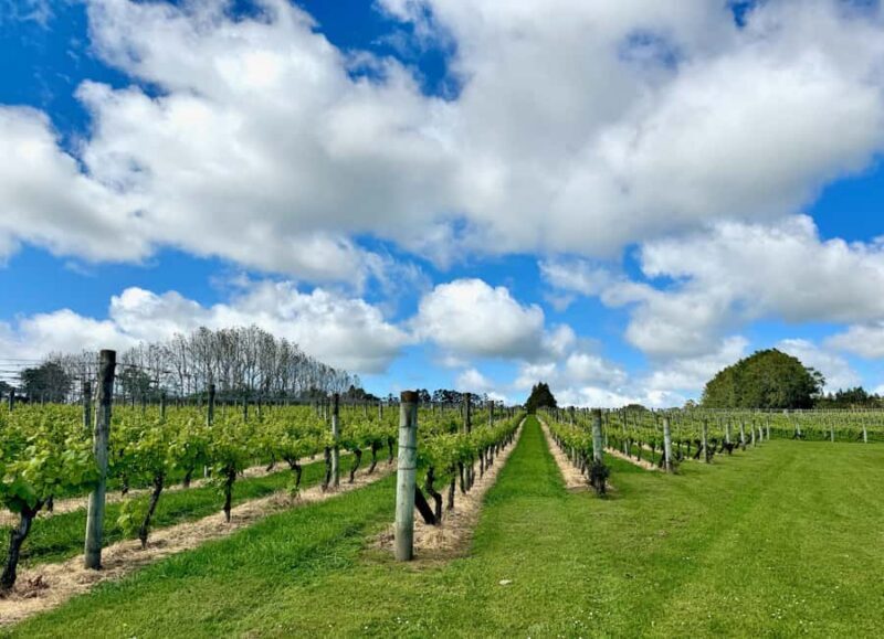 Auckland: Kumeu Wine Tasting Tour and Black Sand Beach - An In-Depth Look at the Kumeu Wine Tasting Tour