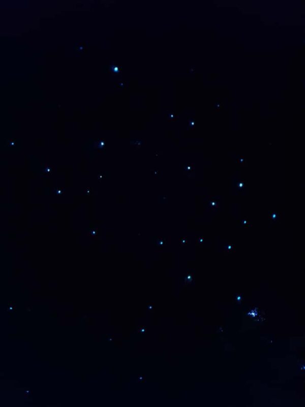Auckland North Shore Glowworm Tour - Auckland North Shore Glowworm Tour Review