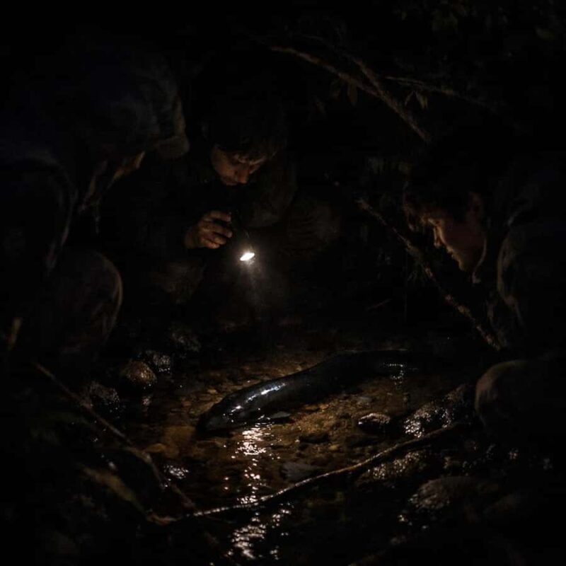 Auckland: Piha Native Bat Discovery Walking Tour - The Itinerary Breakdown