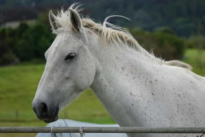 Auckland: Private Horseback Ride + Lunch + Wine + Pick up - The Sum Up