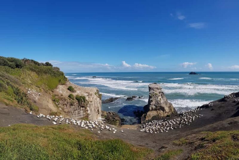 Auckland: Private Muriwai Gannets Experience - Good To Know