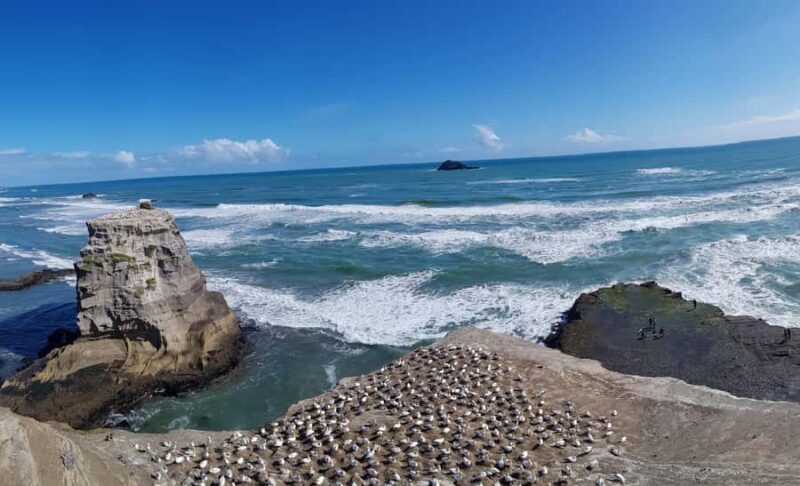 Auckland: Private Muriwai Gannets Experience - The Sum Up