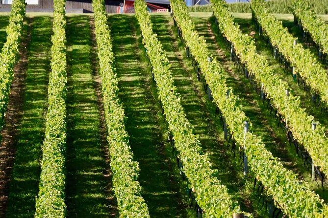 Auckland Region | Island Hopper Package Tour (2 Guests Minimum) - An In-Depth Look at the Itinerary