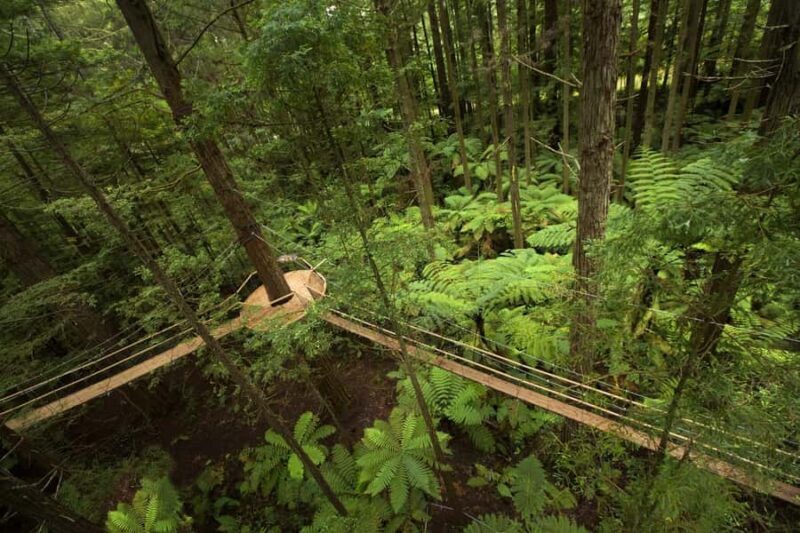 Auckland: Rotorua Highlights with Redwoods Treewalk & Spa - The Redwoods Treewalk – A Canopy Adventure