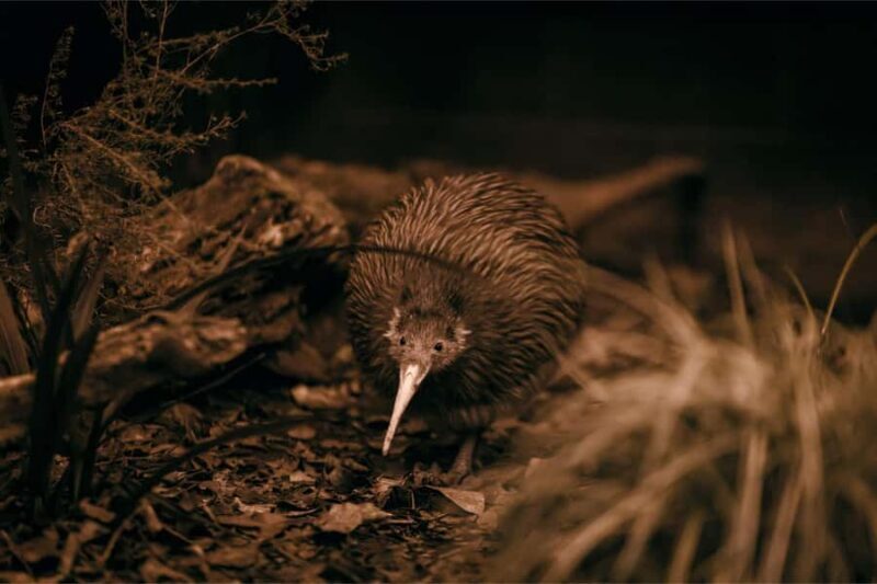 Auckland: Rotorua Te Puia & Activity Combinations - Transportation and Logistics