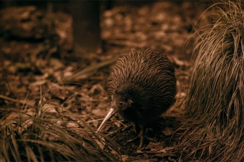 Auckland: Rotorua Wai-O-Tapu, Te Puia with Haka - Kiwi Conservation Centre & Arts