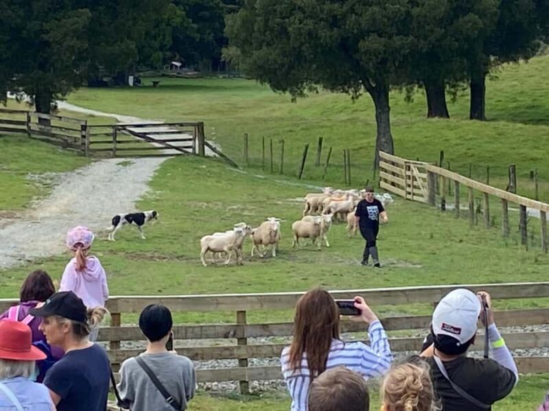 Auckland: Sheepworld, Honey Centre, & Kauri Trail Tour - Exploring Auckland’s Countryside