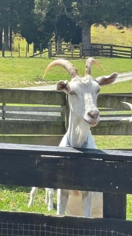 Auckland: Sheepworld, Honey Centre, & Kauri Trail Tour - The Kauri Trail: Nature’s Gentle Giants