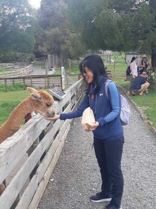 Auckland: Sheepworld, Honey Centre, & Kauri Trail Tour - The Return Journey and Overall Experience