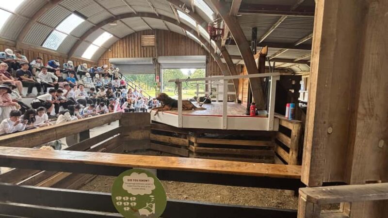 Auckland: Sheepworld, Honey Centre, & Kauri Trail Tour - Who Will Love This Tour?