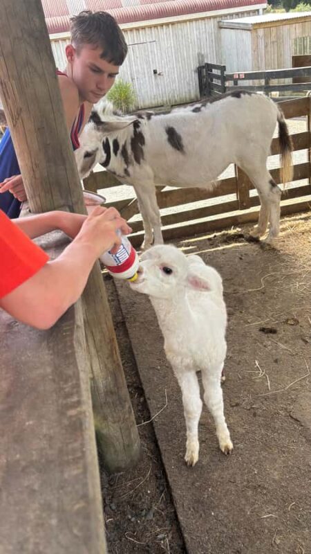 Auckland: Sheepworld, Honey Centre, & Kauri Trail Tour - FAQ