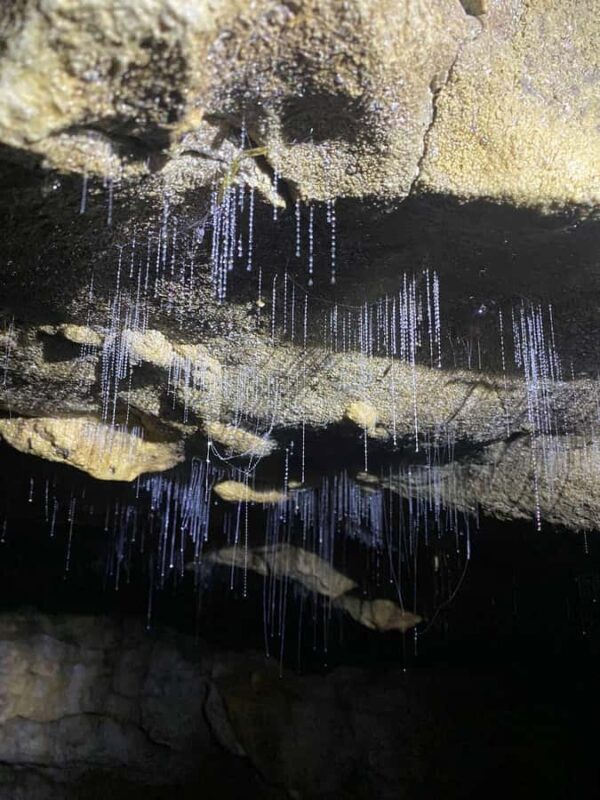 Auckland: Spellbound Glowworm Caves Explorer Tour - Final Thoughts