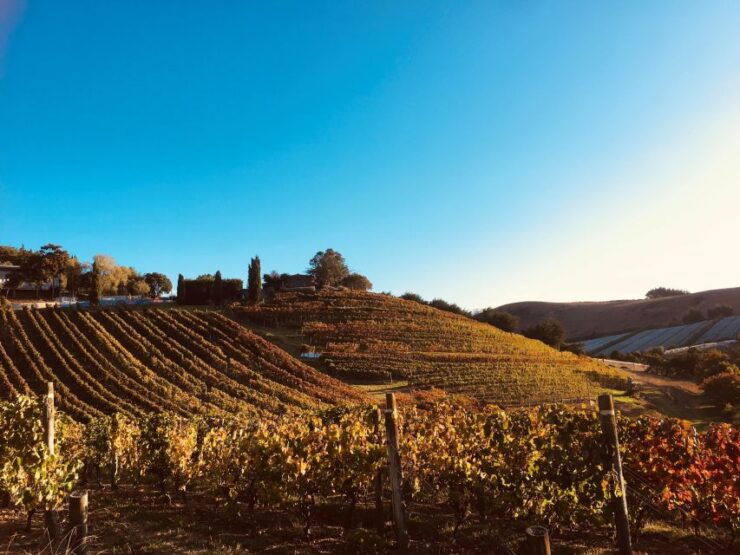 Auckland: Taste and Graze Platters & Dessert Tour in Waiheke - Experience Highlights
