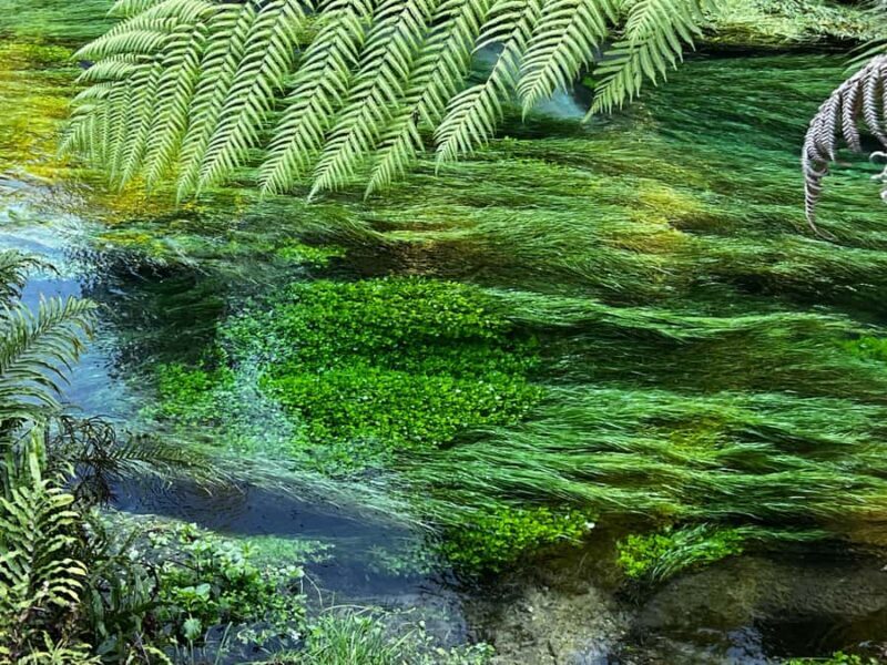 Auckland: TE PUIA Rotorua, Redwood & Blue Springs Day Tour - Journey Through Rotorua’s Natural and Cultural Wonders