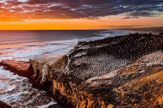 Auckland Thermal Pool and Muriwai Beach Sunset Day tour - The Sum Up