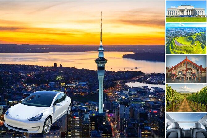 Auckland: Tikapa Moana Dolphin, Whale and Island Cruise - Who Would Love This Tour?