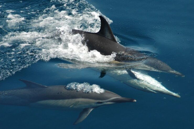 Auckland: Tikapa Moana Whales and Dolphins Wildlife Cruise - Important Information