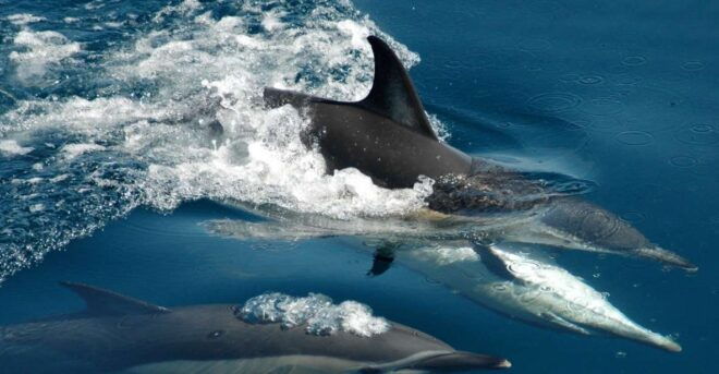 Auckland: Tikapa Moana Whales and Dolphins Wildlife Cruise - Reserve Now & Pay Later